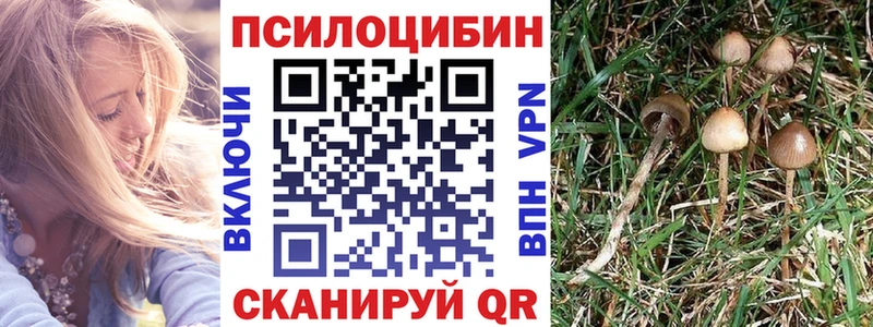Купить закладки  Дальнегорск  Галлюциногенные грибы Psilocybe 