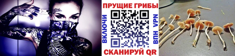 Псилоцибиновые грибы Psilocybe Дальнегорск